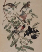 AFTER JOHN JAMES AUDUBON (AMER