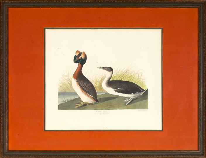 After John James Audubon (American,