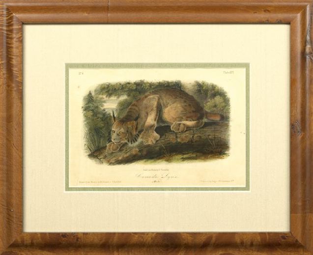 After John James Audubon (American,