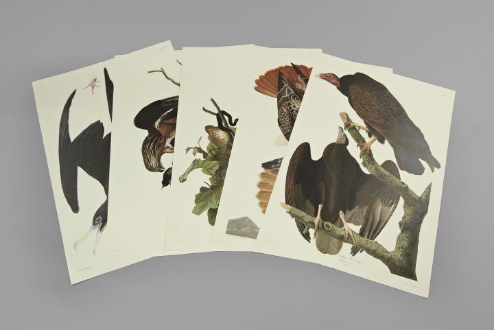 After John James Audubon (American,