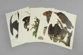 After John James Audubon (Amer