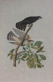 AFTER JOHN JAMES AUDUBON (AMER