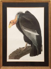 AFTER JOHN JAMES AUDUBON (AMER