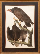 AFTER JOHN JAMES AUDUBON (AMER