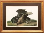 AFTER JOHN JAMES AUDUBON (AMER