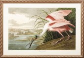 AFTER JOHN JAMES AUDUBON (AMER