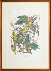 AFTER JOHN JAMES AUDUBON (AMER