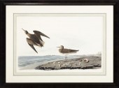 AFTER JOHN JAMES AUDUBON (AMER