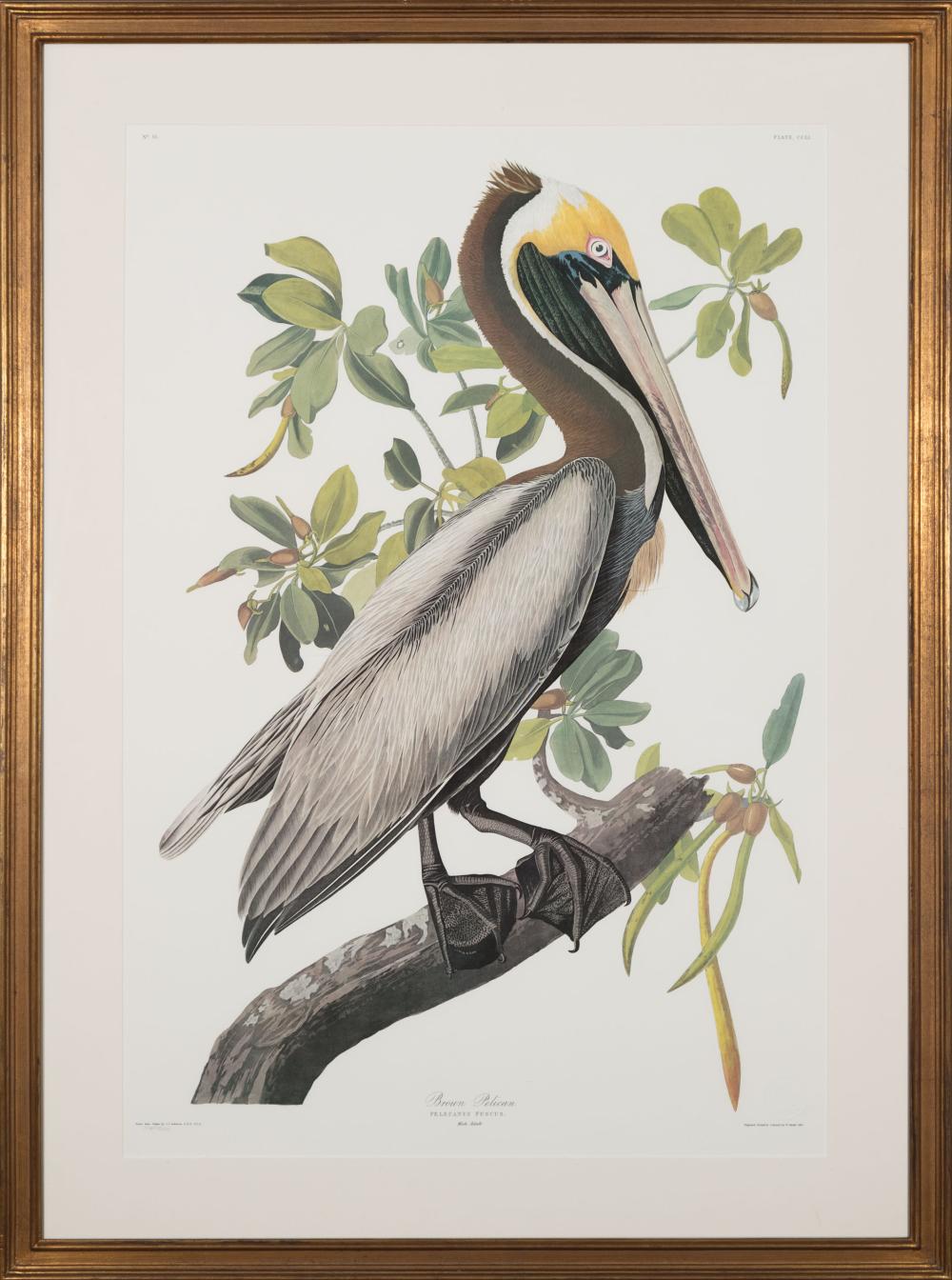 AFTER JOHN JAMES AUDUBON (AMERICAN,