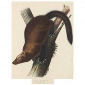 AFTER JOHN JAMES AUDUBON (AMER