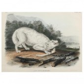 AFTER JOHN JAMES AUDUBON (AMER