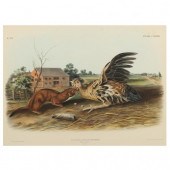 AFTER JOHN JAMES AUDUBON (AMER