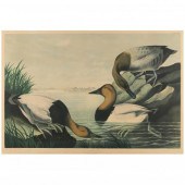 AFTER JOHN JAMES AUDUBON (AMER