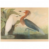 AFTER JOHN JAMES AUDUBON (AMER