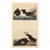 AFTER JOHN JAMES AUDUBON (AMER