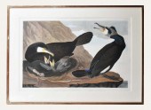 AFTER JOHN JAMES AUDUBON (AMER