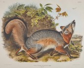AFTER JOHN JAMES AUDUBON, (AME