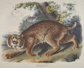 AFTER JOHN JAMES AUDUBON, (AME