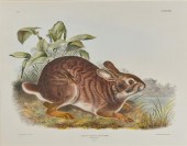 AFTER JOHN JAMES AUDUBON, (AME