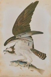 AFTER JOHN JAMES AUDUBON, (AME
