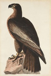 AFTER JOHN JAMES AUDUBON (AMER
