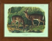 After John James Audubon (Amer