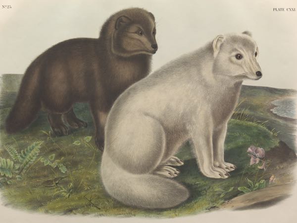 AFTER  JOHN JAMES AUDUBON