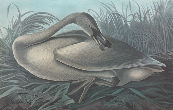 AFTER JOHN JAMES AUDUBON (AMERICAN,