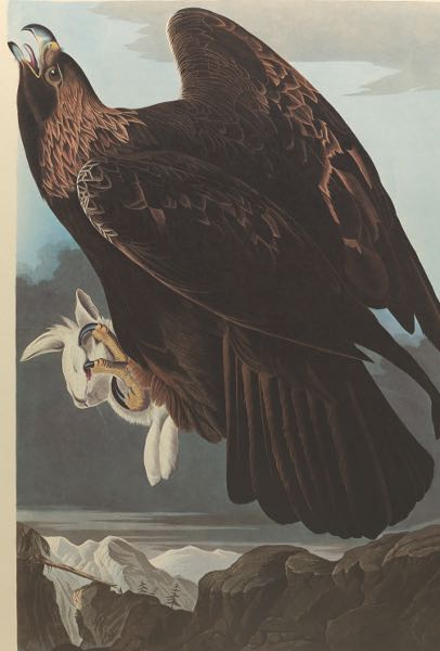 AFTER JOHN JAMES AUDUBON (AMERICAN,