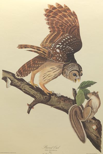 AFTER JOHN JAMES AUDUBON (AMERICAN,