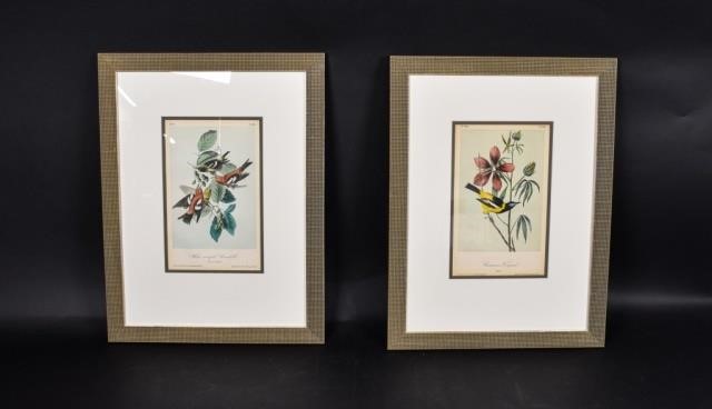 AFTER JOHN JAMES AUDUBON BIRD