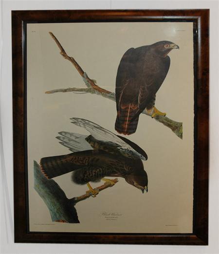 After John James Audubon BLACK