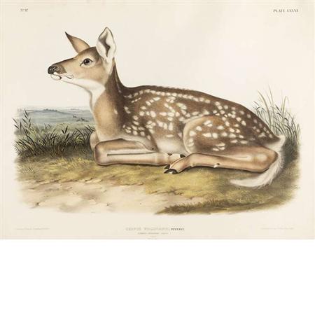After John James Audubon COMMON