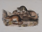 AFTER JOHN JAMES AUDUBON: FLOR