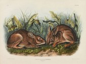 AFTER JOHN JAMES AUDUBON (FREN