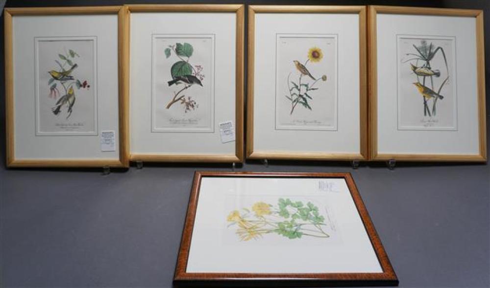 AFTER JOHN JAMES AUDUBON, INCLUDING