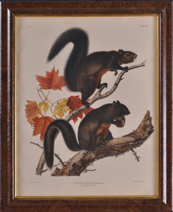 AFTER JOHN JAMES AUDUBON: LONG