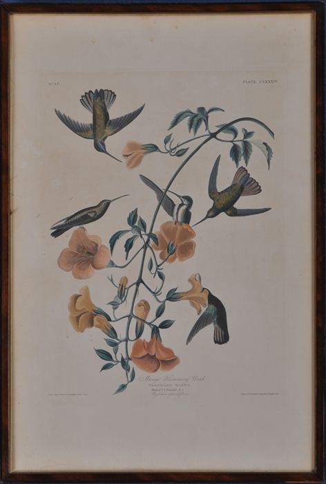 AFTER JOHN JAMES AUDUBON: MANGO