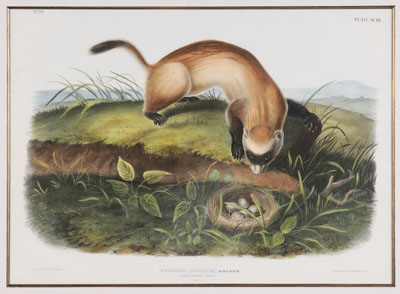 After John James Audubon (New York,