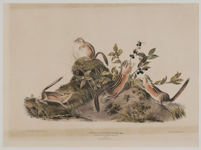 After John James Audubon (New York,