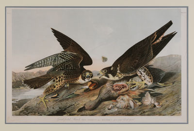 After John James Audubon (New York,
