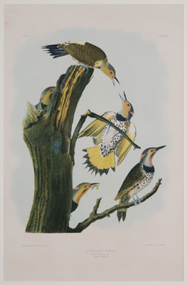 After John James Audubon (New York,