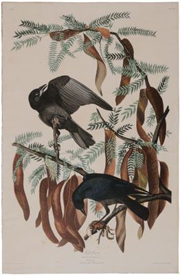 After John James Audubon (New York,