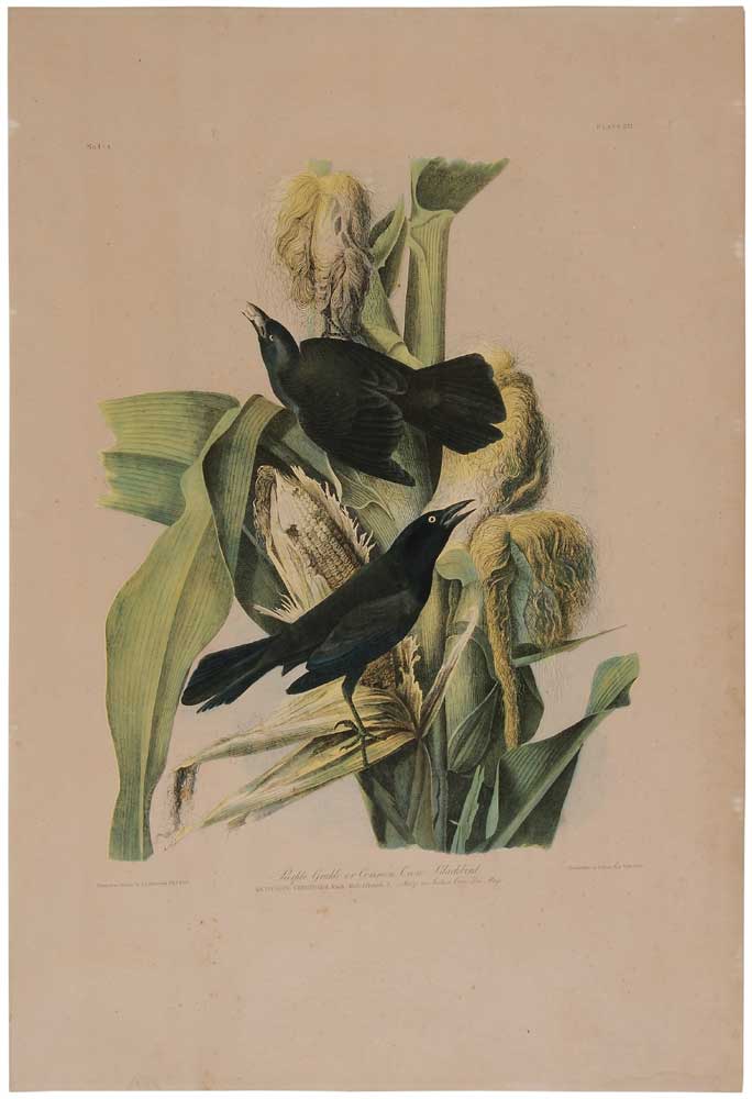 After John James Audubon (New York,