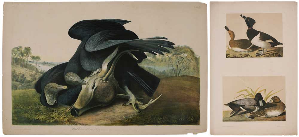 After John James Audubon (New York,