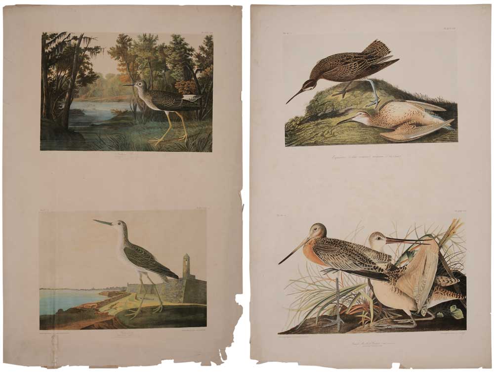 After John James Audubon (New York,
