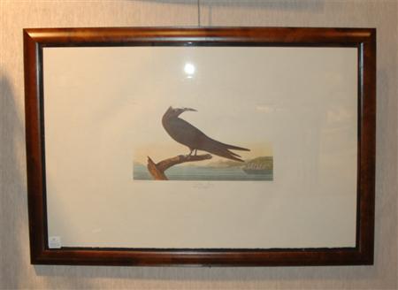 After John James Audubon NODDY TERN