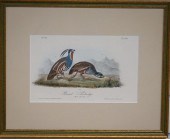 AFTER JOHN JAMES AUDUBON, PLUM