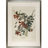 After John James Audubon RUBY-