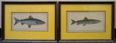 AFTER KRUEGER SALMO HUCHO AND